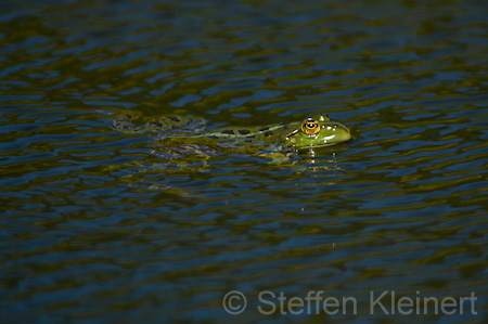 Teichfrosch (Rana kl. esculenta)  - 03